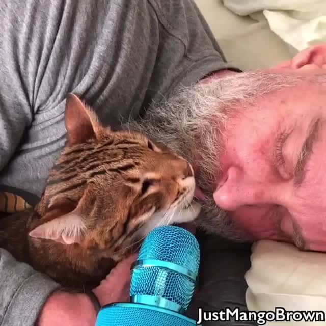 のインスタグラム：「Lions mane beard grooming 🔊⠀ ⠀ 📹@justmangobrown⠀ ⠀ #meowed #bengal #soundon #volumeup #🔊」