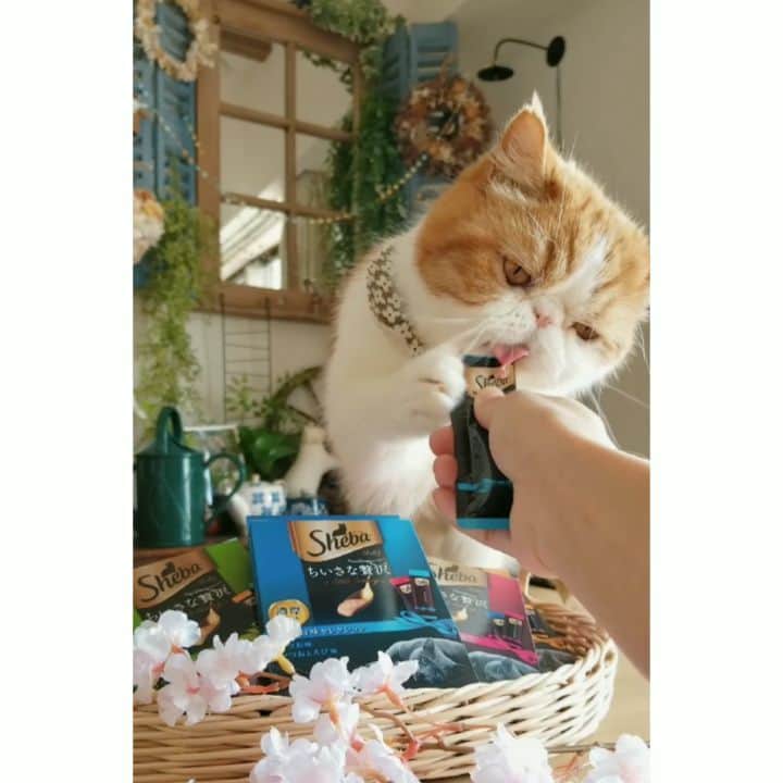 のインスタグラム：「😋 うまうまな シーバメルティ食べながら 春満喫です♡ おてて添えて 花よりシーバメルティなぽっちゃん😆 ・ ・ ・ #cat#猫#ネコ#シーバ#とろーりメルティ #花見#花見猫#お花見#ちいさな贅沢#PR」