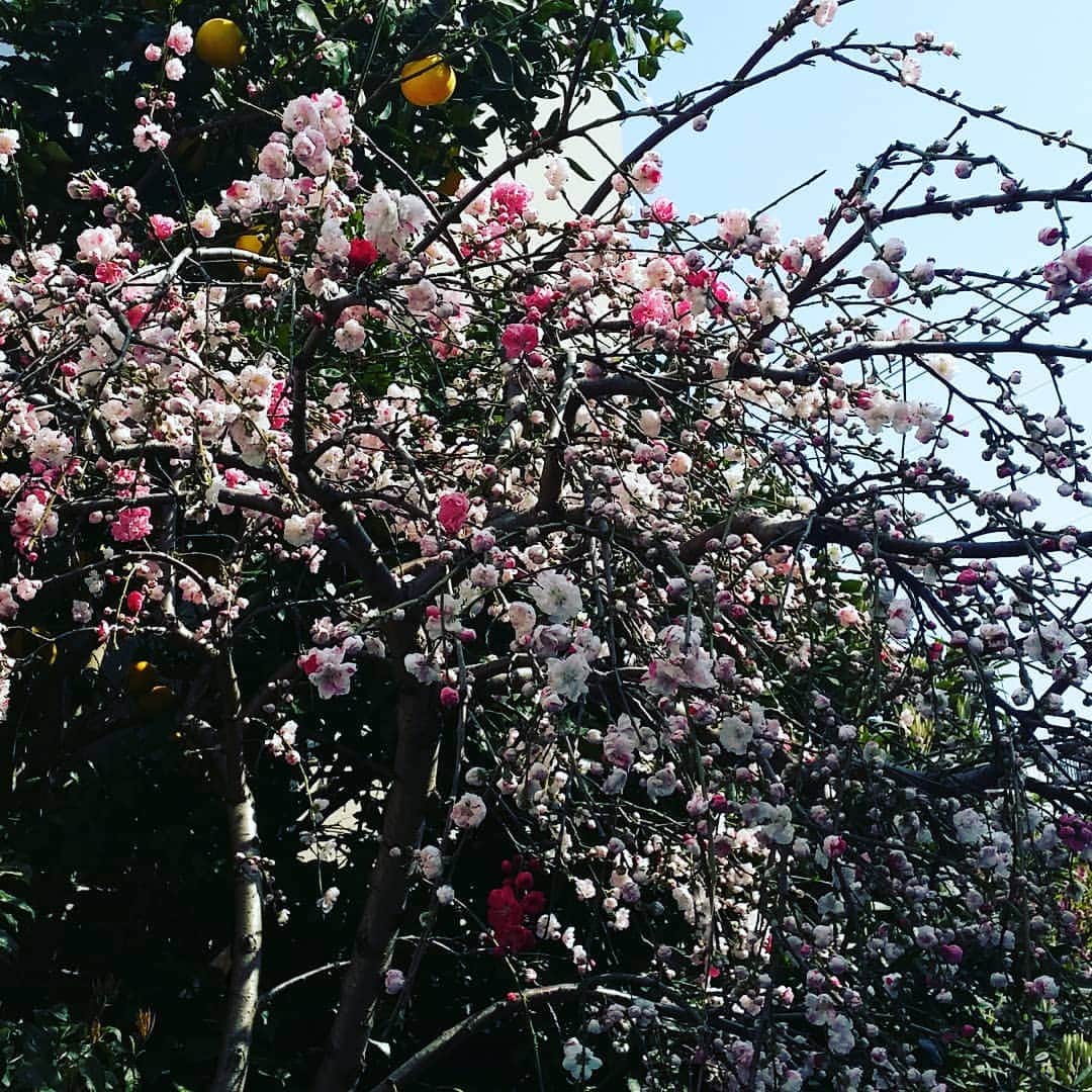 火口秀幸のインスタグラム：「気がつけば　このような時期に(^^) #桜 #春休み」