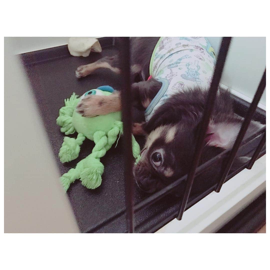 有明ゆなさんのインスタグラム写真 - (有明ゆなInstagram)「おもちゃで遊んでる♡ . . . . #愛犬 #チワワ #チワワちゃん #チワワ画像 #ちわわ #ちわわ多頭飼い #ちわわちゃん #イヌスタグラム #イヌ #いぬ #いぬすたぐらむ #犬 #dog #dogstagram #dogs #instadog」3月25日 10時19分 - ariake_yuna