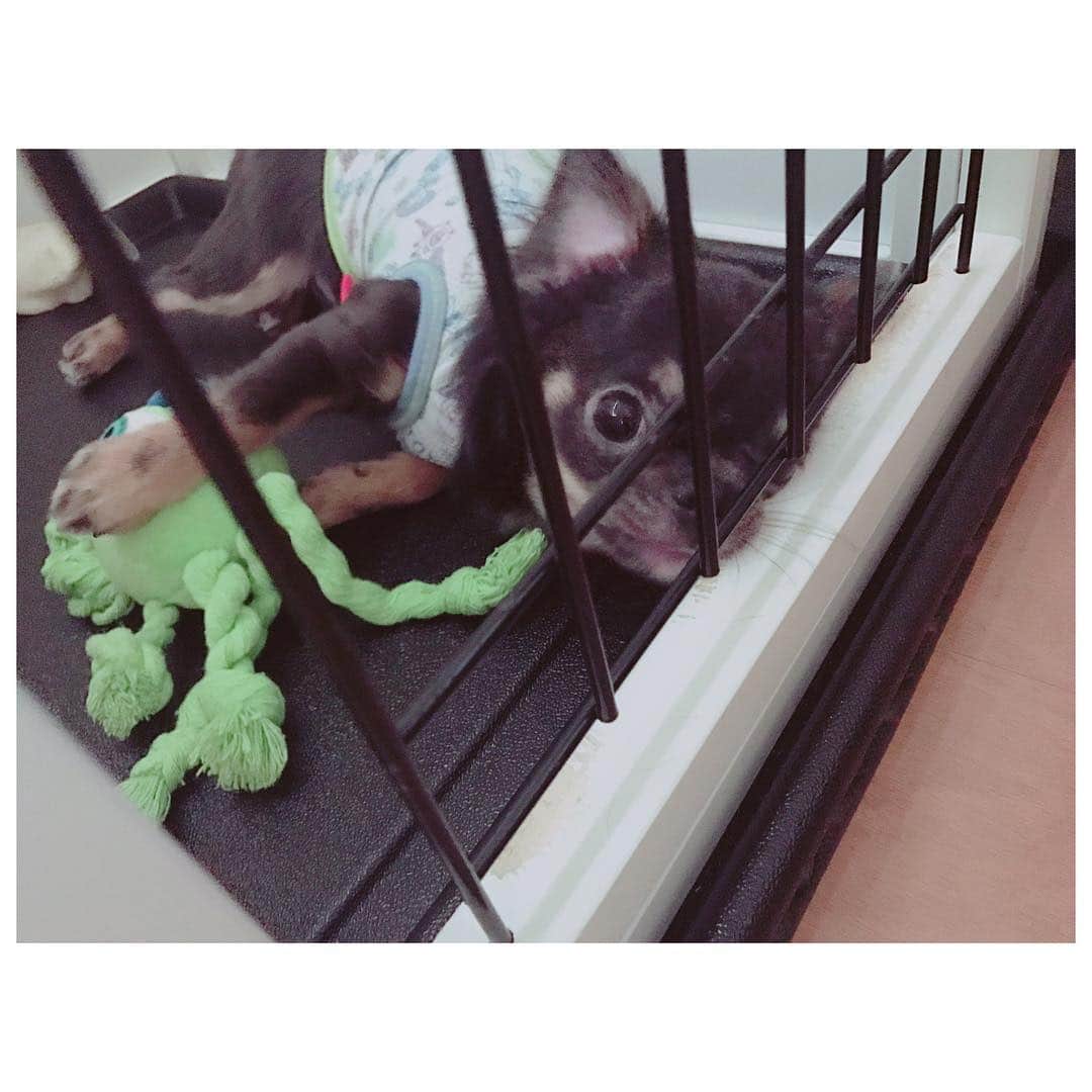 有明ゆなさんのインスタグラム写真 - (有明ゆなInstagram)「おもちゃで遊んでる♡ . . . . #愛犬 #チワワ #チワワちゃん #チワワ画像 #ちわわ #ちわわ多頭飼い #ちわわちゃん #イヌスタグラム #イヌ #いぬ #いぬすたぐらむ #犬 #dog #dogstagram #dogs #instadog」3月25日 10時19分 - ariake_yuna