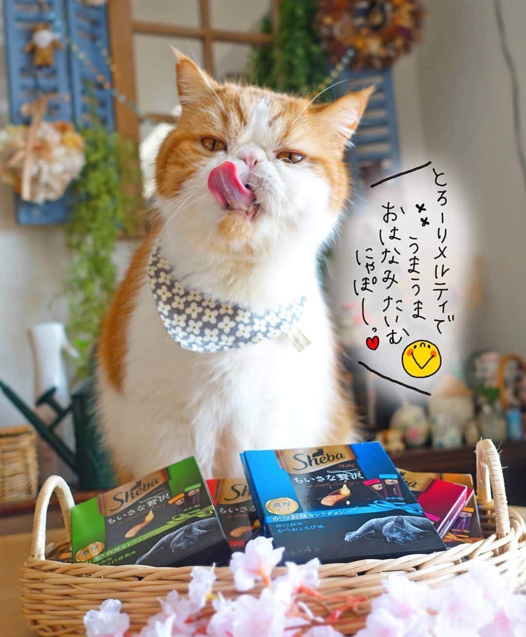 のインスタグラム：「2019.3.25.monday とろーりメルティでうまうま おはなみにゃぽー♡ . ぽっちゃんの 大好きなかつお味♡ 美味しそうに いっぱい食べてました😆 ・ ・ ・ #cat#猫#ネコ#シーバ#とろーりメルティ #花見#花見猫#お花見#ちいさな贅沢#PR」