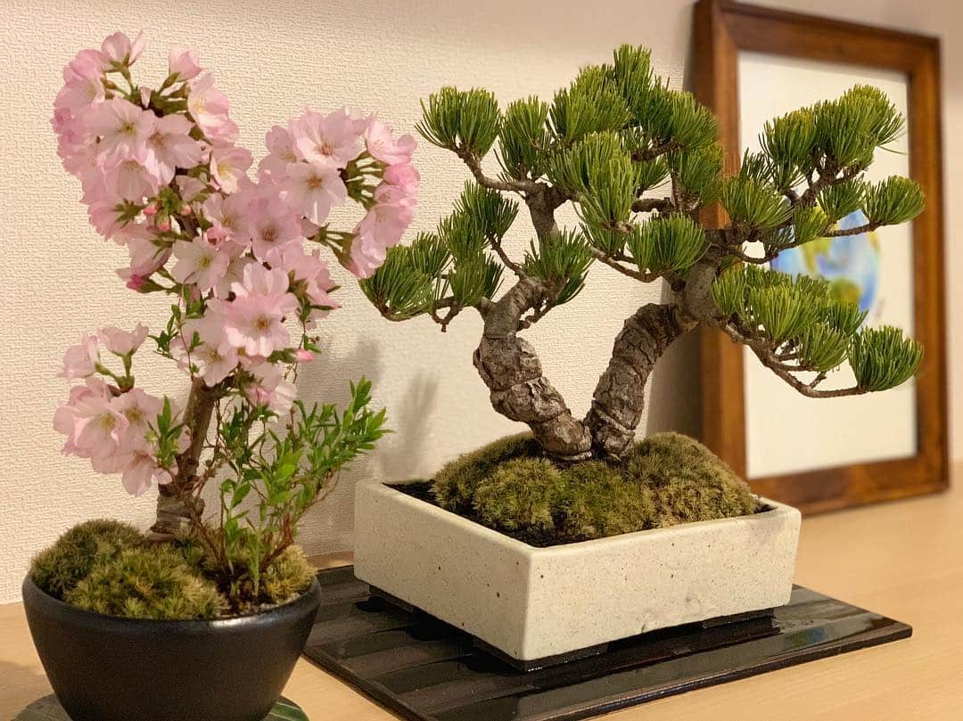 岩隈久志のインスタグラム：「トレーニングと治療から帰宅したら植物の手入れをするのが今の趣味です^_^﻿ ついに桜が満開になったので載せます^_^﻿ ﻿ I grow cherry blossoms and bonsai!﻿ My first cherry blossoms are blooming!🌸﻿ ﻿ #盆栽 ﻿ #桜」