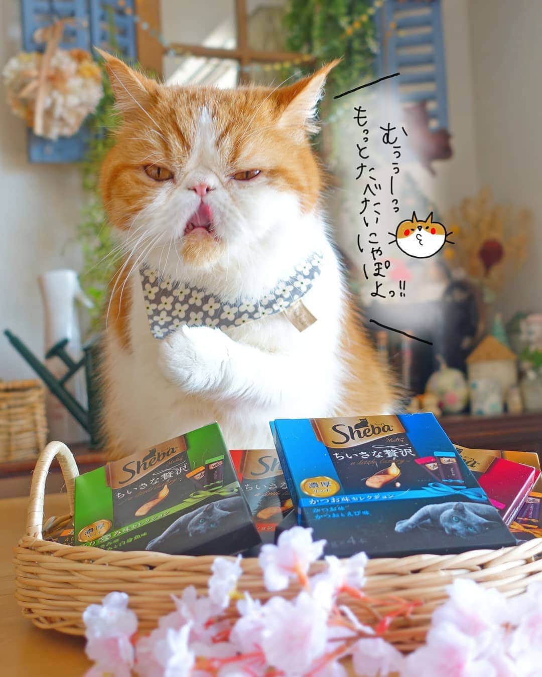 なっつ。さんのインスタグラム写真 - (なっつ。Instagram)「😂 ぽっちゃんさっきから 食べ過ぎだよー(笑) って言ったら不満顔(笑) またうまうまお花見しよね😆💕 ・ ・ ・ #cat#猫#ネコ#シーバ#とろーりメルティ #花見#花見猫#お花見#ちいさな贅沢#PR」3月25日 10時26分 - punipopo