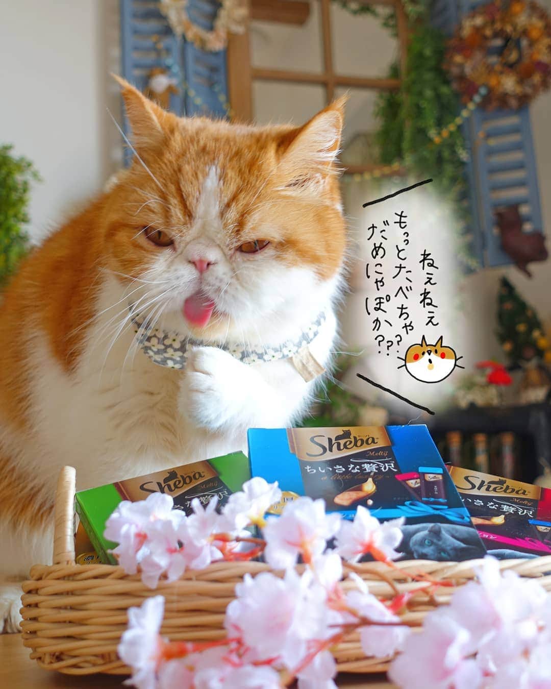 のインスタグラム：「😂 ぽっちゃんさっきから 食べ過ぎだよー(笑) って言ったら不満顔(笑) またうまうまお花見しよね😆💕 ・ ・ ・ #cat#猫#ネコ#シーバ#とろーりメルティ #花見#花見猫#お花見#ちいさな贅沢#PR」