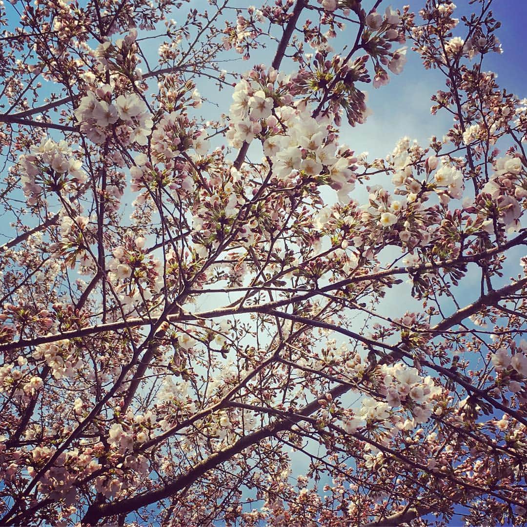 山口隆さんのインスタグラム写真 - (山口隆Instagram)「盛り上がってまいりました。」3月25日 10時37分 - yamaguchi_sbm