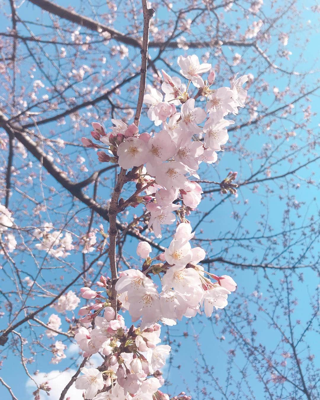 若井久美子さんのインスタグラム写真 - (若井久美子Instagram)「桜と空🌸  #さくら  #桜 #cherryblossom  #japan #目黒 #昨日の時点では2分咲きくらい」3月25日 10時37分 - wakai_kumiko
