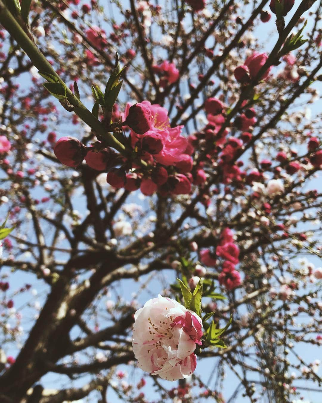 尾形沙耶香さんのインスタグラム写真 - (尾形沙耶香Instagram)「#hellospring 🌸  #春」3月25日 10時55分 - sayakaogata