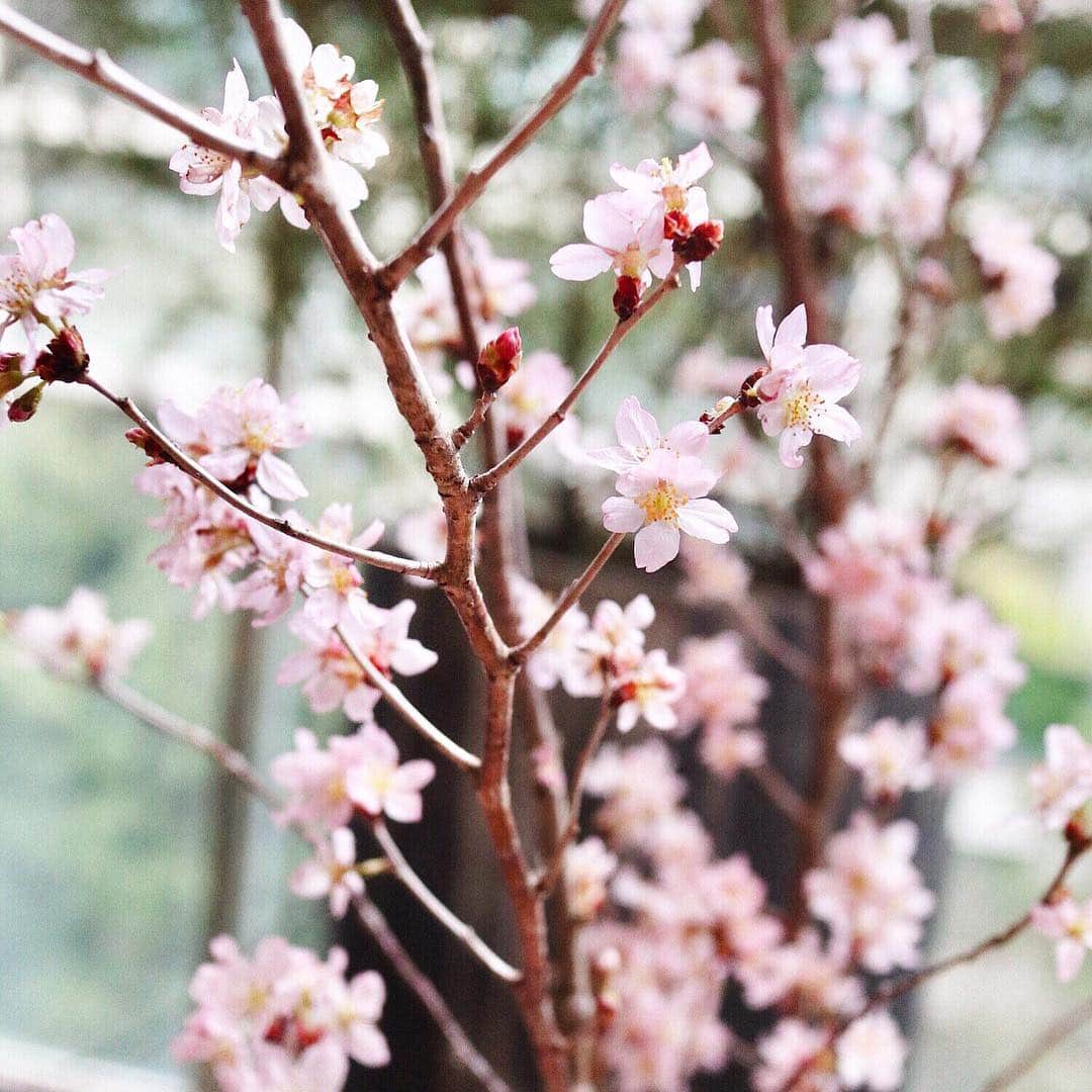 梅谷安里さんのインスタグラム写真 - (梅谷安里Instagram)「good morning🌸 HAPPYな１日の始まり🥰 さぁお仕事がんばろ〜 ・ ・ #🌸#sakura」3月25日 11時15分 - anriworld