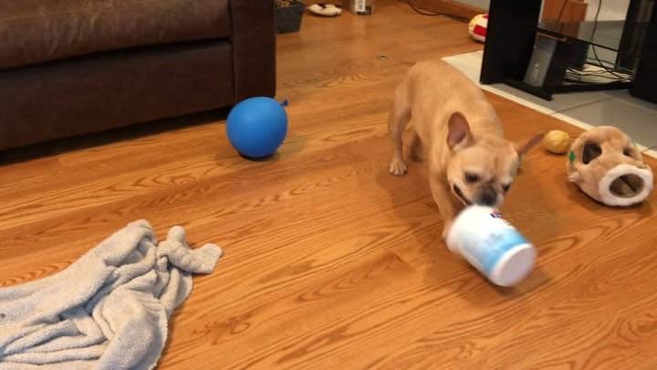 のインスタグラム：「Making my escape with the empty yogurt container. I know there’s a few morsels of goodness trapped in this plastic container. .......... #yogurt #chewtoy」