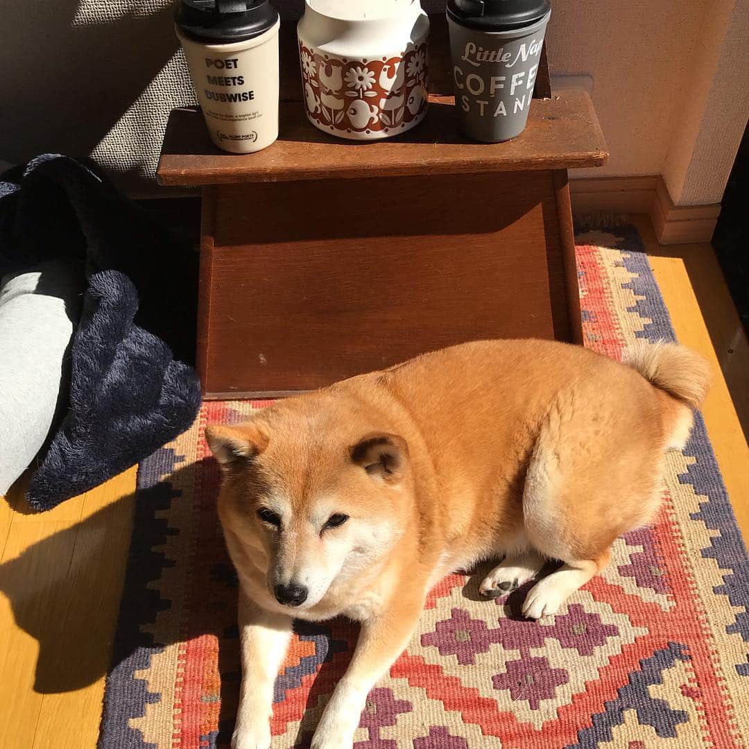 のインスタグラム：「① 暖かいね！  #日向ぼっこ  ② 暖かくなるとこのように寝ます（寒いと丸まる） #マル子  #柴犬  #shiba  #ヘソ天」