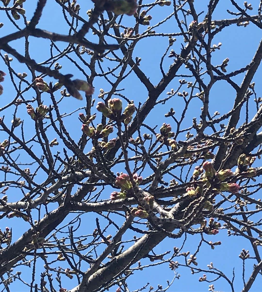ホテル宮島別荘さんのインスタグラム写真 - (ホテル宮島別荘Instagram)「ホテル宮島別荘のスタッフボルラです。宮島の光明院と五重塔辺りの桜🌸です。もう少しで咲き始まるんでしょう。#広島#宮島#ホテル宮島別荘」3月25日 11時44分 - _miyajima_villa