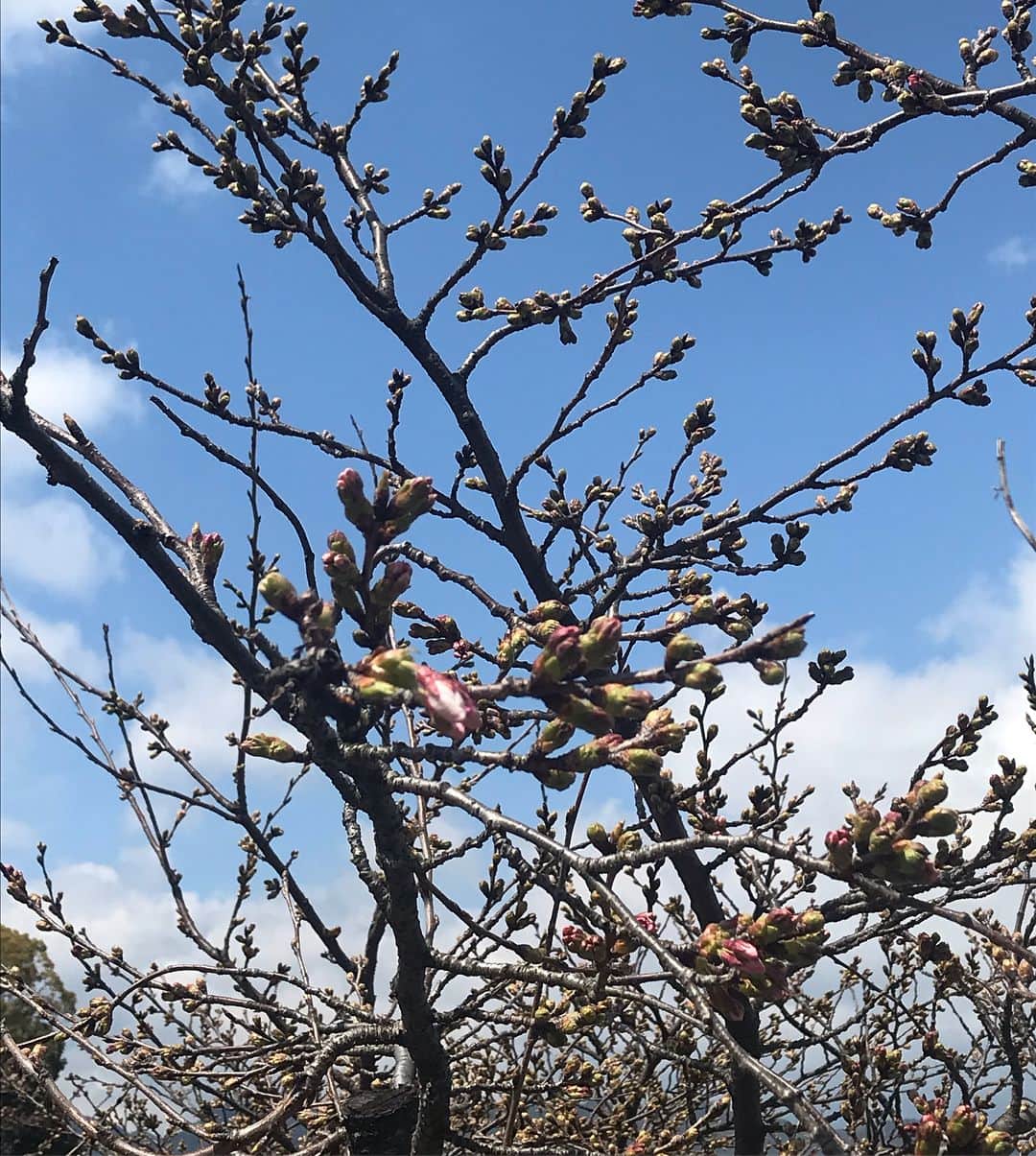 ホテル宮島別荘さんのインスタグラム写真 - (ホテル宮島別荘Instagram)「ホテル宮島別荘のスタッフボルラです。宮島の光明院と五重塔辺りの桜🌸です。もう少しで咲き始まるんでしょう。#広島#宮島#ホテル宮島別荘」3月25日 11時44分 - _miyajima_villa