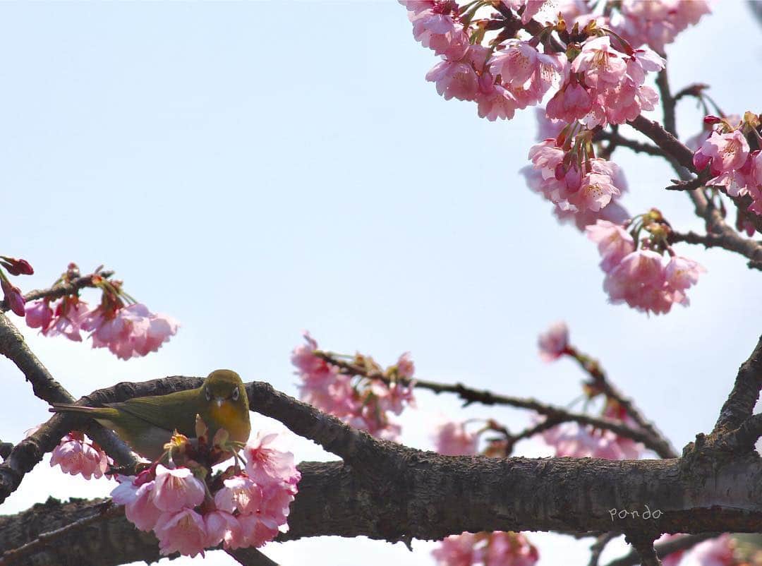 みどりで、つながる GreenSnapさんのインスタグラム写真 - (みどりで、つながる GreenSnapInstagram)「【みんなの桜MAPプロジェクト開催中!!】 このプロジェクトはGreenSnapのユーザーみんなで全国の桜の動き・情報を共有し楽しむためのプロジェクトです。 みんなで近所やお出かけ先で出会った桜の写真を投稿してGreenSnapオリジナルの桜MAPを作りましょう！ . . . こちらは、桜MAPプロジェクトに参加してくださった 「ぱんだ」さんの作品です。 . . 岡山は半田山植物園の桜だそうです。綺麗に咲いてますね♫ お近くの方はぜひ足を運んでみてはいかがでしょうか。 . . . #植物のある暮らし #花のある暮らし  #植物好きと繋がりたい  #GreenSnap  #ガーデニング #gardening #flowerstagram #greenthumb #botanical  #flowerslovers #plants  #桜」3月25日 11時52分 - greensnap.jp
