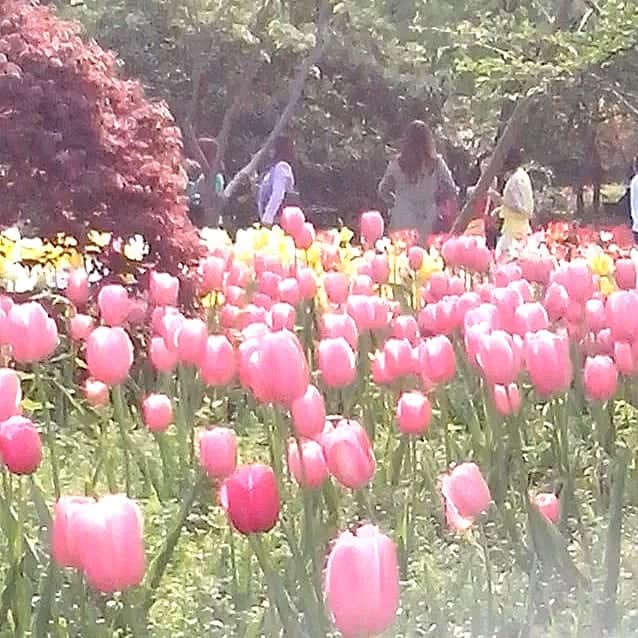 美ら島Travel のインスタグラム：「中国浙江省杭州市の西湖のチューリップです。 ピンクのチューリップが一面咲いていました。 光の加減でちょっと幻想的になっています。 お花が一面咲いているだけでちょっと神秘的な感じがしますよね♪  #china　#lovechina　#lovetravel　#travel　#family　#中国　#浙江省　#杭州市　#西湖　#チューリップ　#文化　#異文化　#庭園　#異文化交流　#海外旅行　#一人旅　#旅行　#旅行女子　#旅女子　#旅好き　#旅行好きな人と繋がりたい　#観光　#中国旅行　#中国観光」