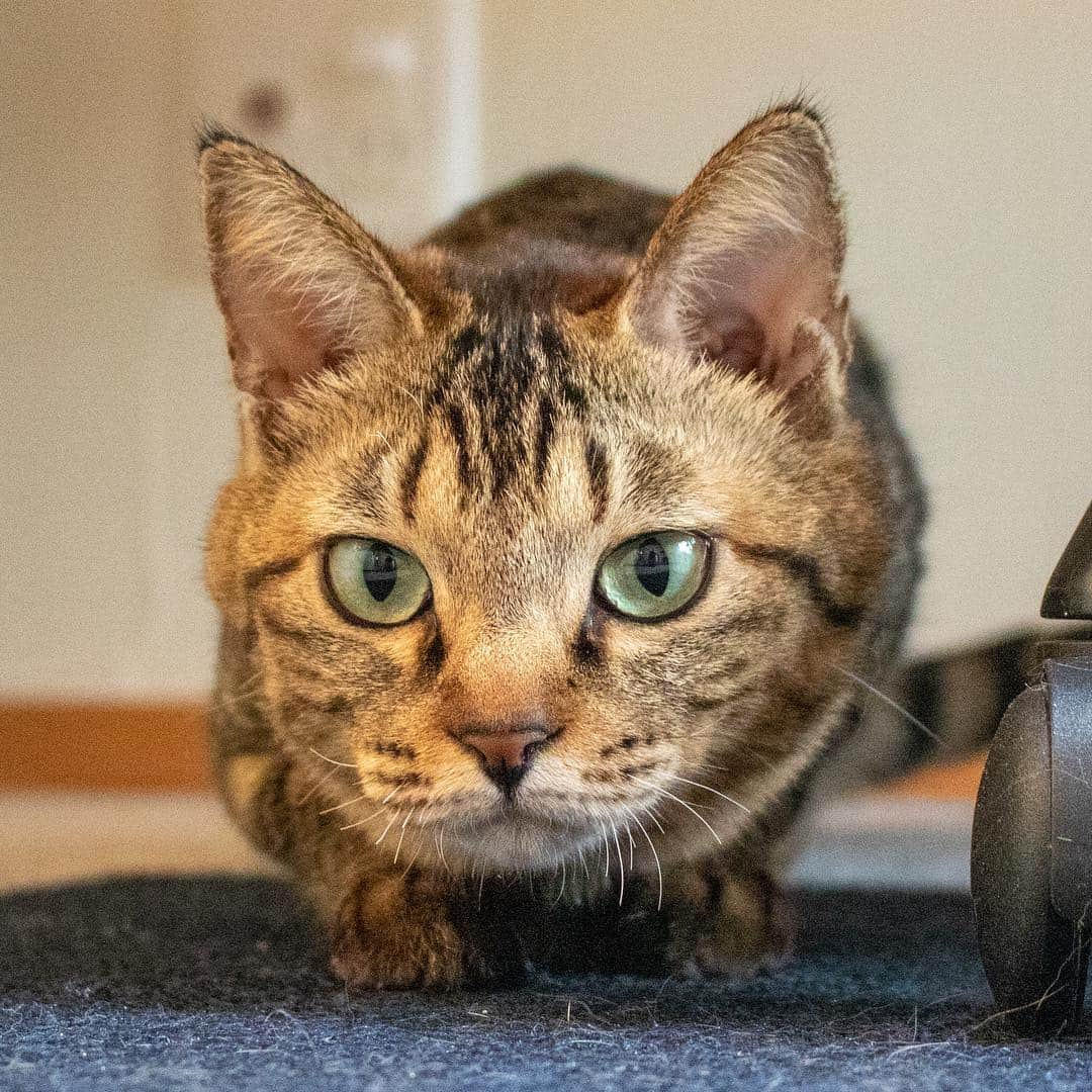 マアルのインスタグラム：「よもぎちゃん🐱お客様の猫さん紹介です🐈 #北海道 #旭川 #ペットホテル」