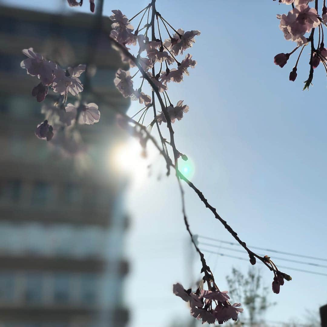 渡辺早織さんのインスタグラム写真 - (渡辺早織Instagram)「‪卒業シーズンだ。 みんなみんな、お疲れ様でした🍀 私もZIP!を卒業して1年。 1年しか経ってないのが信じられないなぁ。 . . はじめて自転車に乗ったときに 急に補助輪をはずされて ふわぁ〜っと外の世界に 身を投げ出されたような そんな気持ちだった。 でもどこかに補助輪がまだ あるんじゃないかな?って 探してしまっていたかもしれない。 自分の足で前にこぎ出す以外、 方法はないのにね。 . . みんなの投稿を見て なんだか色々な気持ちが湧き上がってきました。 自分にとっても4月というタイミングはリフレッシュの時だ！ 気合が入りました！ 仲間って有難い存在です。 . . なんだか久しぶりに想いを話したくなっちゃった。 みなさんにとって、4月からの春の時期が新しい最高のスタートとなりますように🌸 私も全力で進む❗️」3月25日 11時57分 - _watanabesaori_