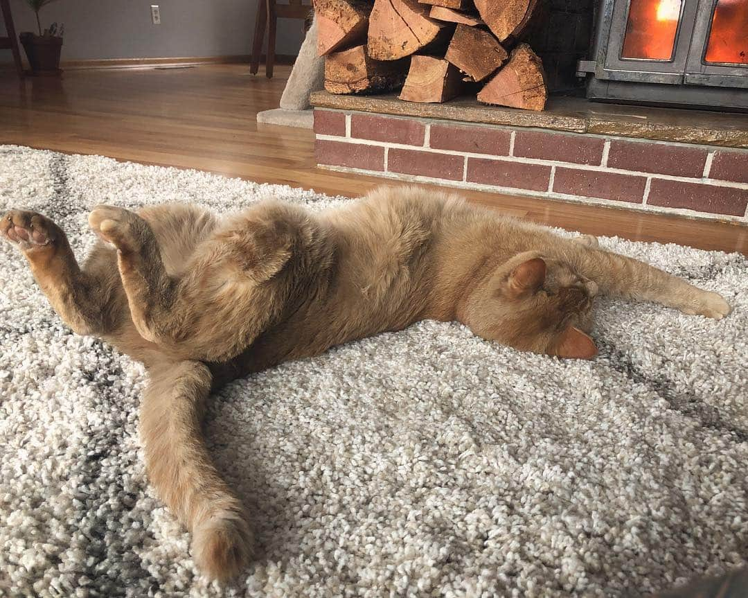 Snorri Sturlusonさんのインスタグラム写真 - (Snorri SturlusonInstagram)「He’s broken? #snorrithecat #spring」3月25日 12時01分 - snorrithecat