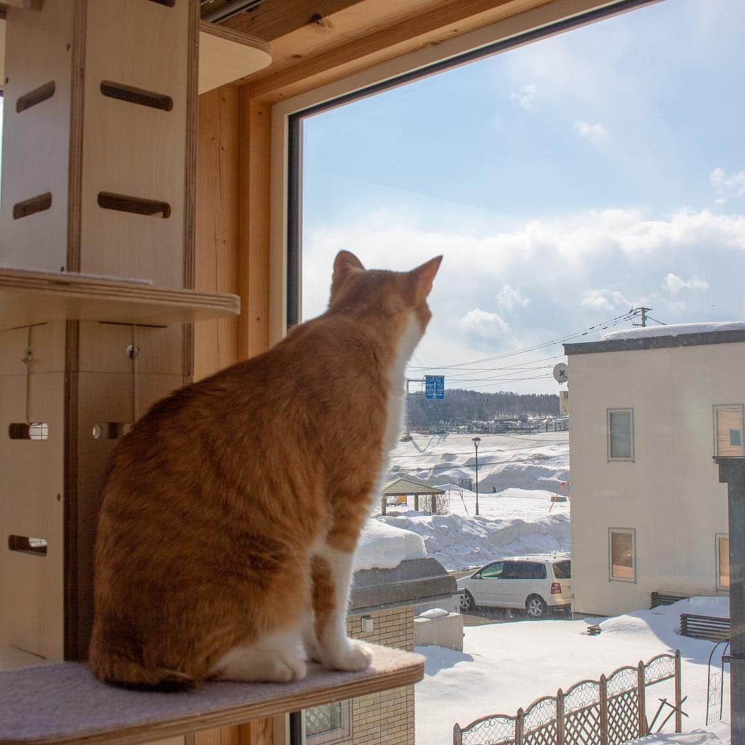 マアルさんのインスタグラム写真 - (マアルInstagram)「むぎおちゃん🐱お客様の猫さん紹介です🐈 #北海道 #旭川市 #ペットホテル #猫」3月25日 12時02分 - psmaaru