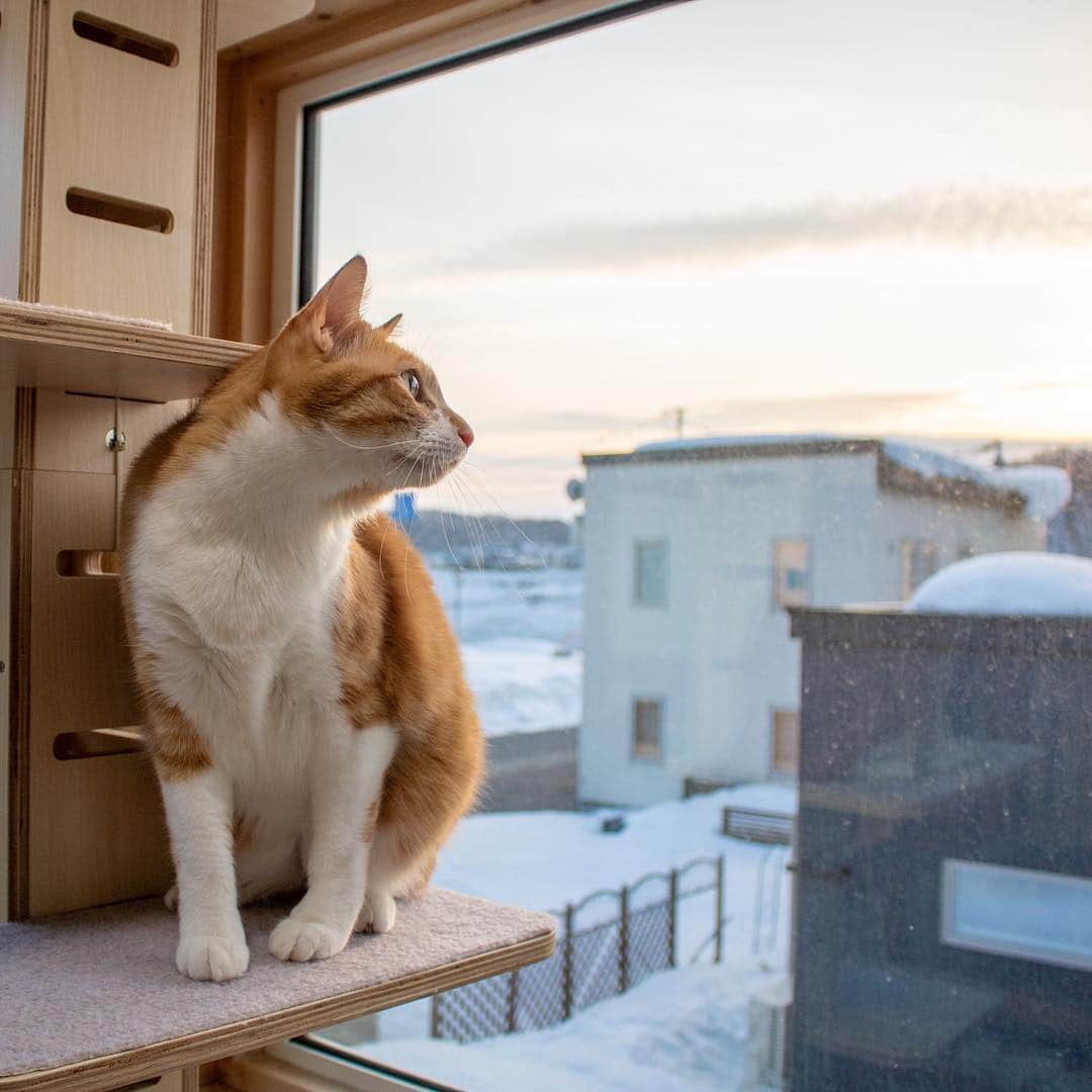 マアルのインスタグラム：「むぎおちゃん🐱お客様の猫さん紹介です🐈 #北海道 #旭川市 #ペットホテル #猫」