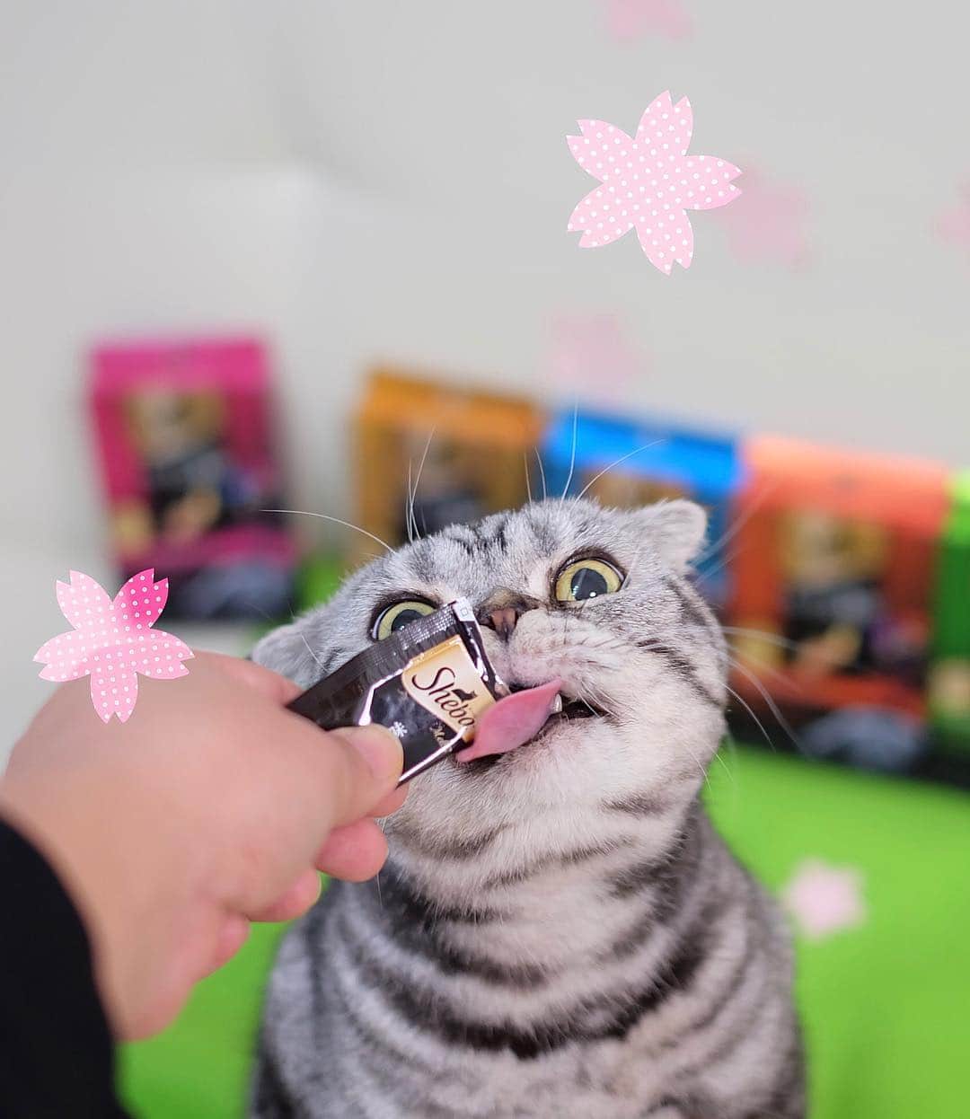 Shishi-maruのインスタグラム：「🐱お花見のシーズンが近づいてまいりました:)ししまるはひとあし先にお花見中。 ーーーーーーーーーーー #cat #猫 #ネコ #シーバ #とろーりメルティ #花見 #花見猫 #お花見 #ちいさな贅沢 #PR」
