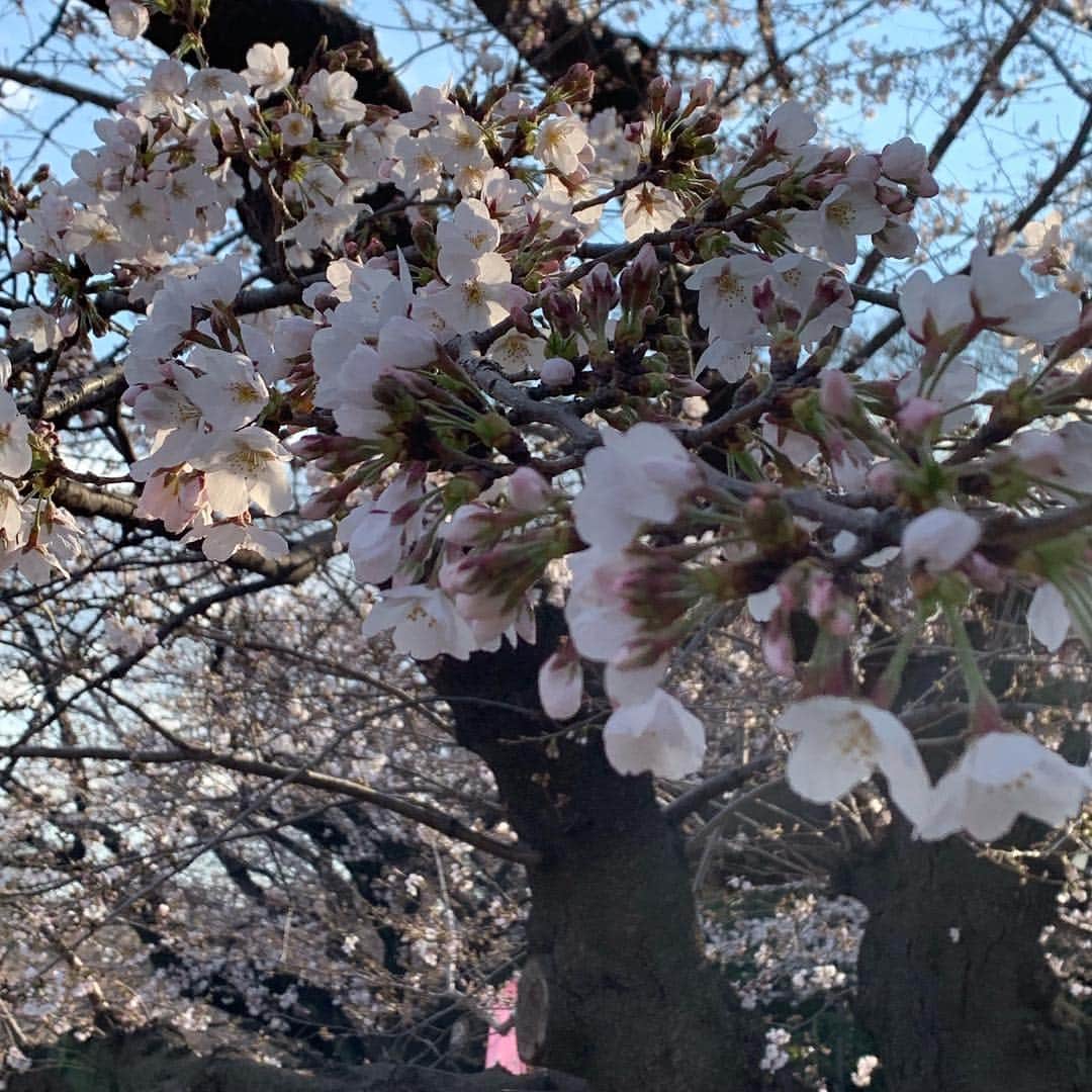denham_japanさんのインスタグラム写真 - (denham_japanInstagram)「Cherry Blossoms 🌸 in Nakameguro 🇯🇵」3月25日 12時37分 - denham_japan_by_aki_negishi