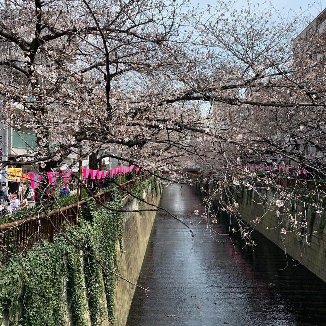のインスタグラム：「Cherry Blossoms 🌸 in Nakameguro 🇯🇵」