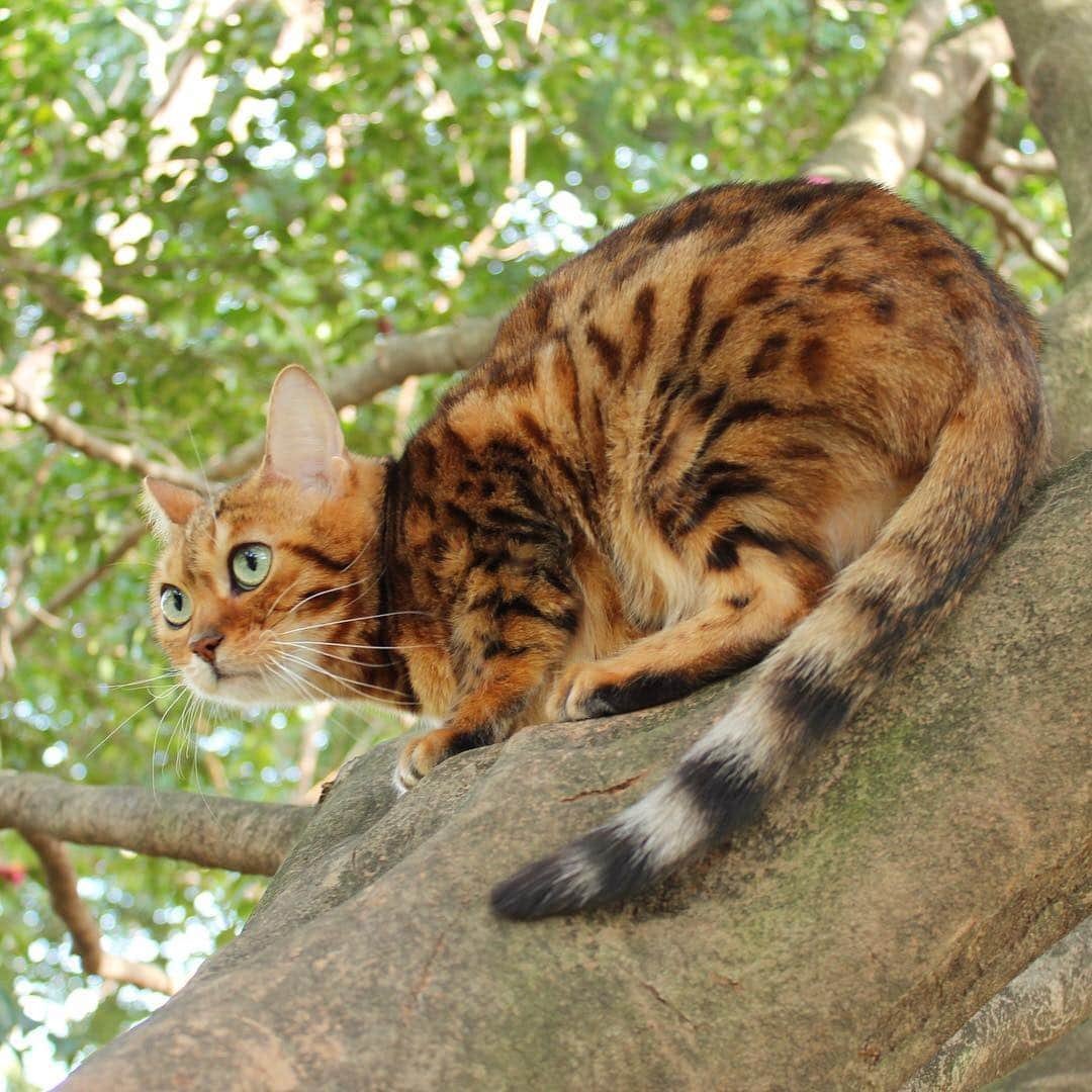 なつこのインスタグラム：「なつこさん帰るよ〜 早く降りてちょうだい🌳😽🌳 ・ #なつこ #なっちゃん #なつこさん  #ペコねこ部 #みんねこ #picneko #nekoclub #instacat #catstagram #catlover #ilovecat #catsofinstagram #ねこ部 #ふわもこ部 #ねこら部 #にゃんだふるらいふ #にゃんすたぐらむ #ねこすたぐらむ #hikingcat #AdventureCats #adventurecat #猫散歩 #散歩猫 #木登り」