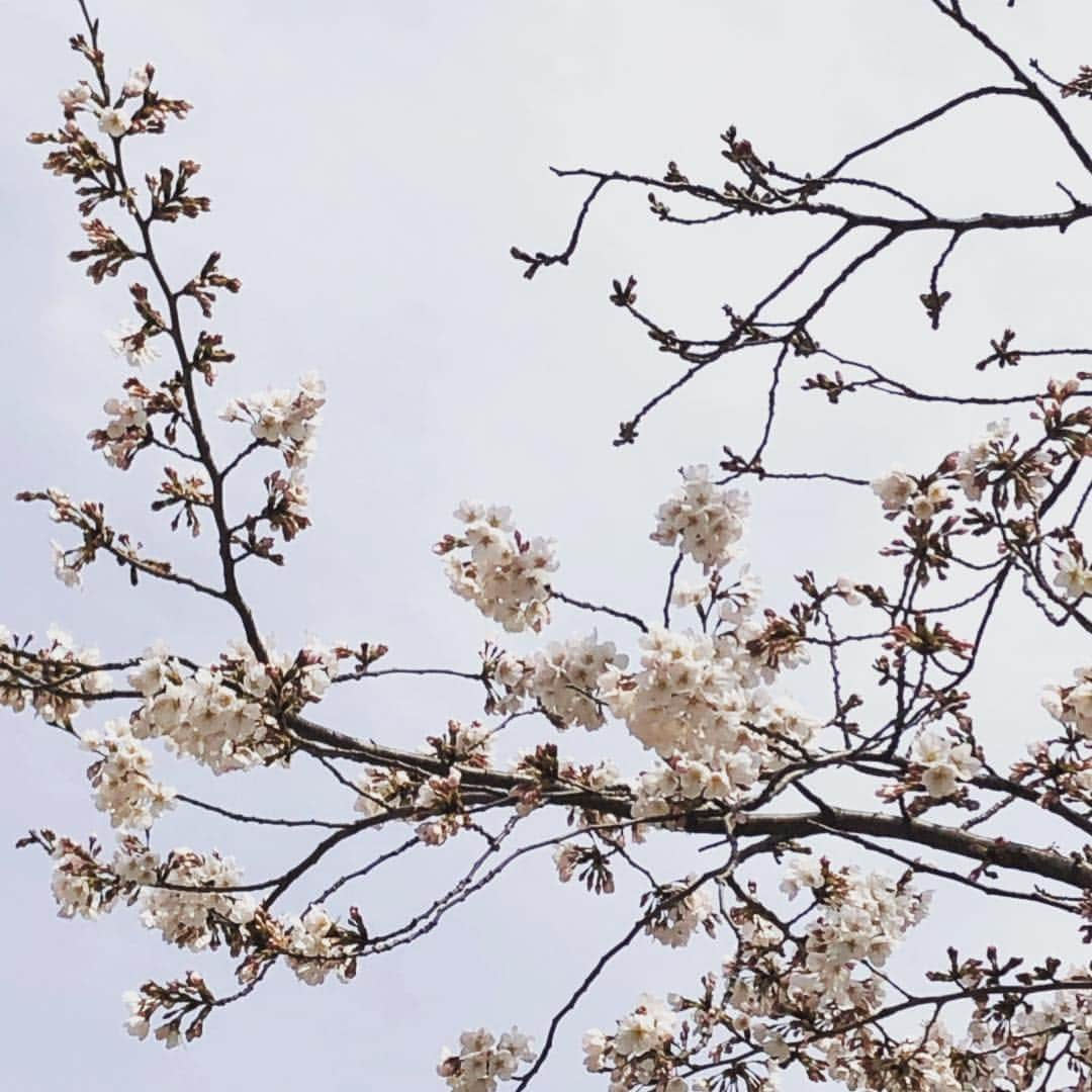 飯島茜さんのインスタグラム写真 - (飯島茜Instagram)「沢山お花見してたなぁ🌸 外トレーニング 気持ちいいね！！！😊 おじいちゃんにチューブつけてトレーニングしてたらガン見されてたなぁ笑」3月25日 12時41分 - akaneiijima711