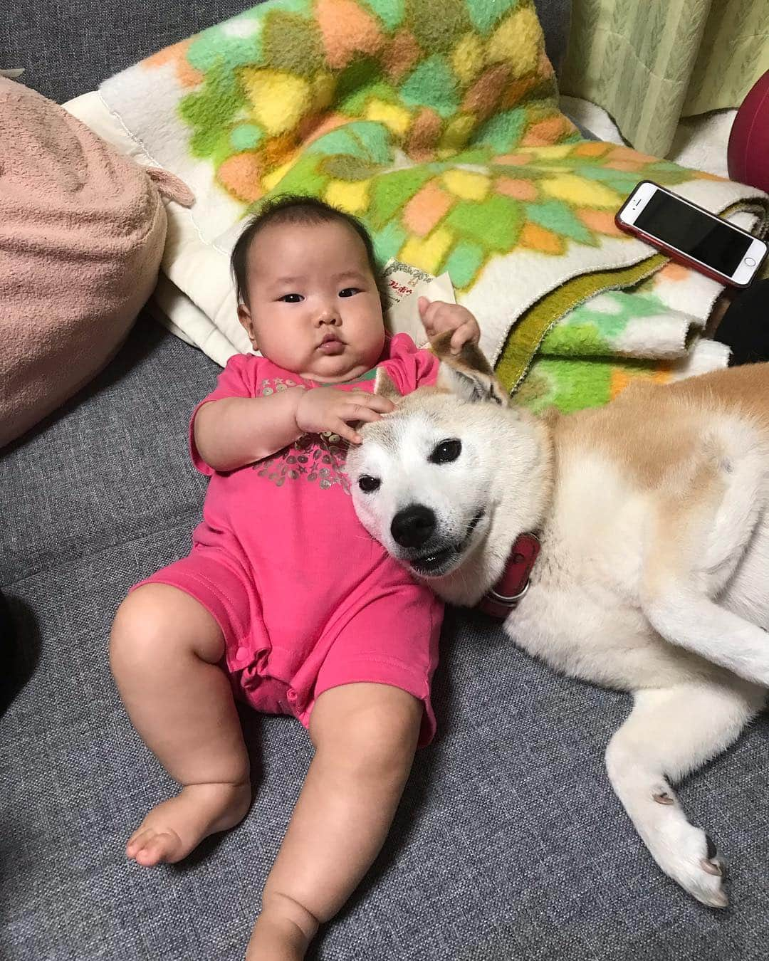 小平智さんのインスタグラム写真 - (小平智Instagram)「俺の実家で飼ってる柴犬のハナ！会いたいな〜T^T元気かな？笑 #愛犬 #柴犬 #ハナ」3月25日 12時44分 - satoshi_kodaira_official