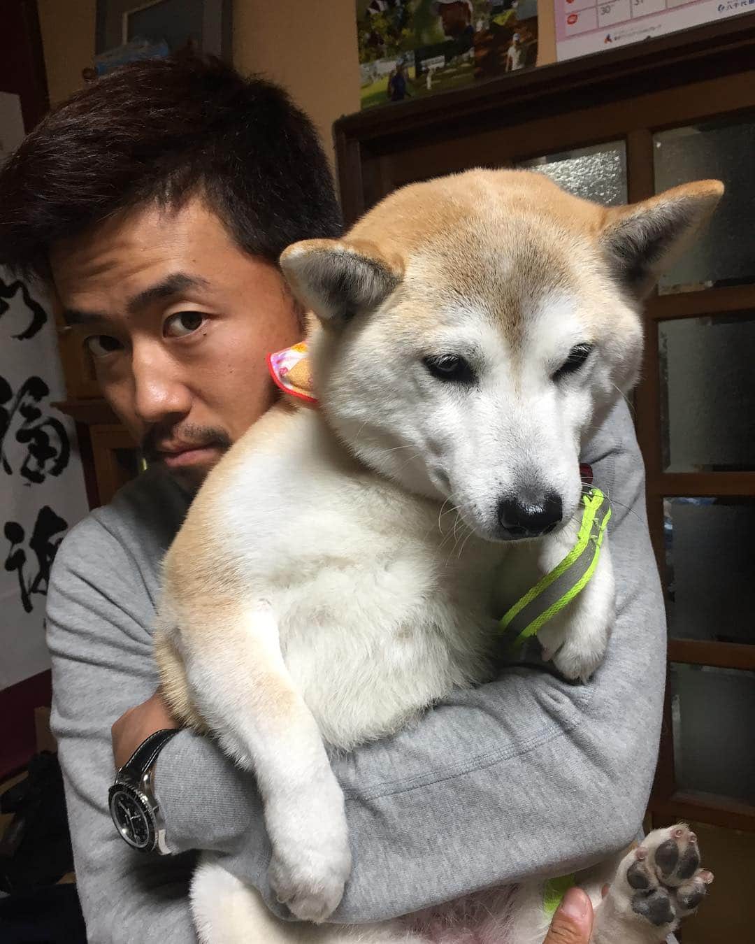 小平智さんのインスタグラム写真 - (小平智Instagram)「俺の実家で飼ってる柴犬のハナ！会いたいな〜T^T元気かな？笑 #愛犬 #柴犬 #ハナ」3月25日 12時44分 - satoshi_kodaira_official