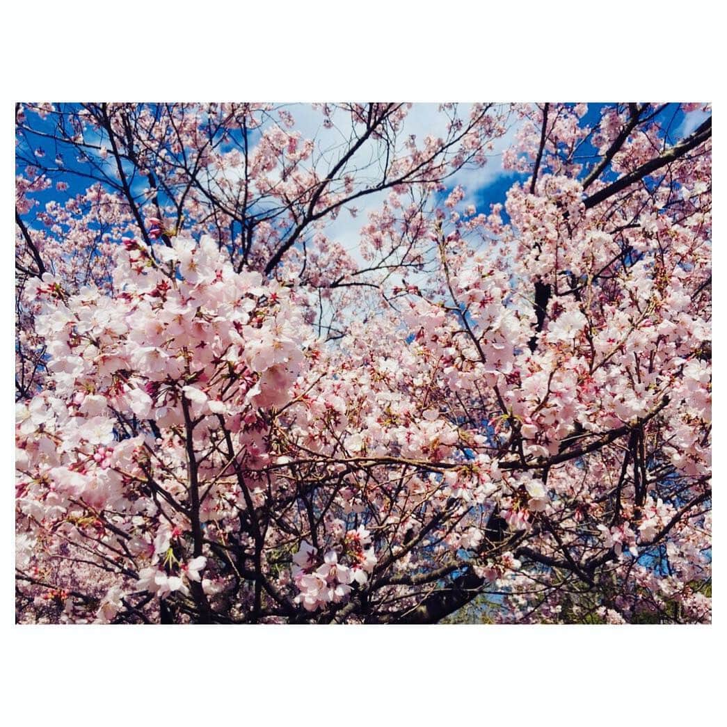 motoさんのインスタグラム写真 - (motoInstagram)「おすそわけ。」3月25日 12時45分 - moto_ssw