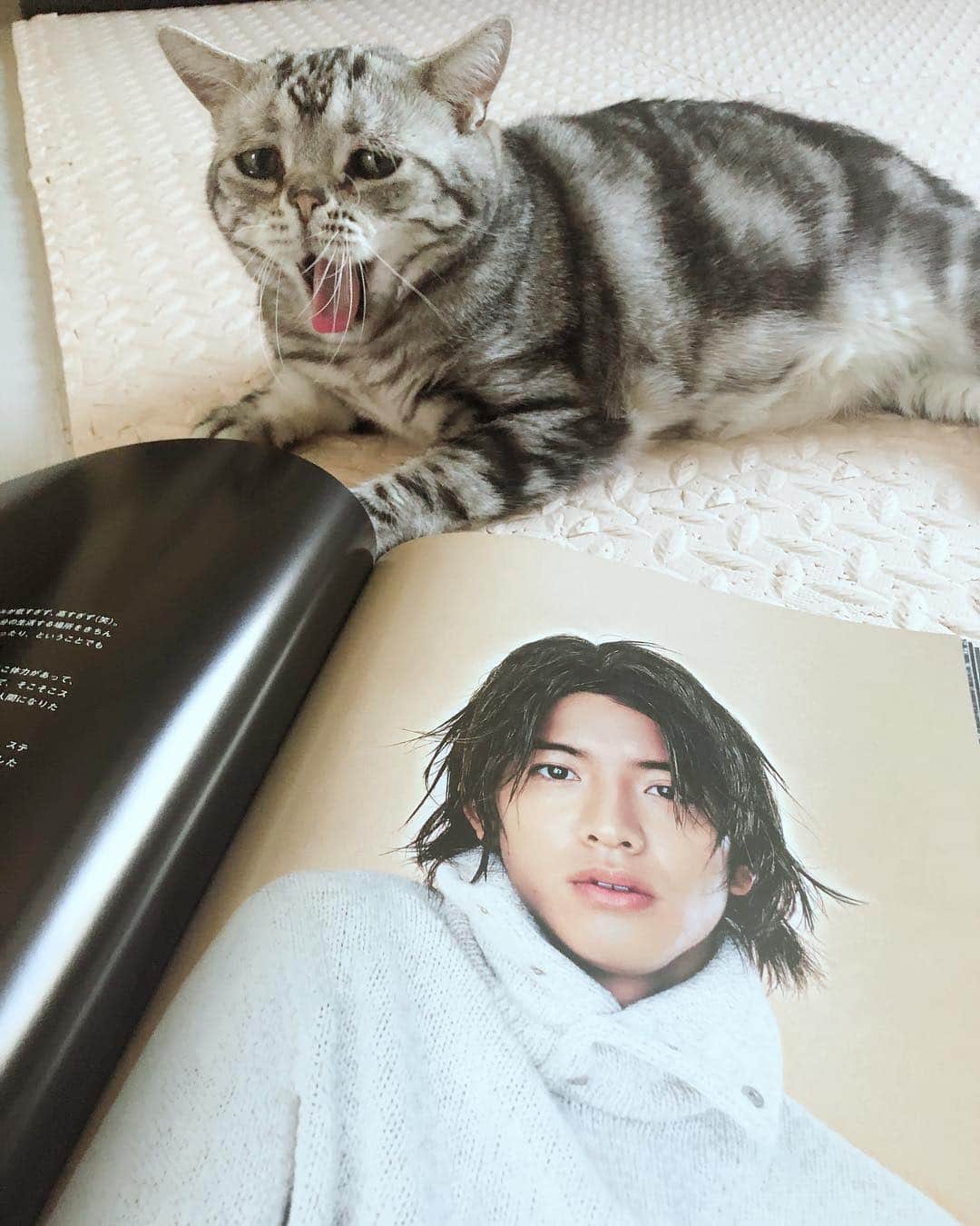 ルフさんのインスタグラム写真 - (ルフInstagram)「#luhh:"my mom love this Japanese super star, i am not interested cause i only love which thing i can eat !" - - #cat #cute #kimuratakuya #angel #adorable #lovely #sadcat#木村拓哉」3月25日 12時55分 - lanlan731