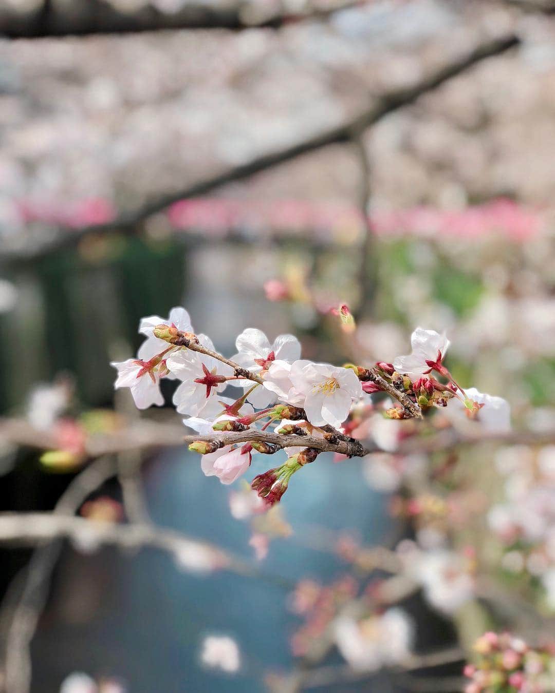 秋山具義さんのインスタグラム写真 - (秋山具義Instagram)「4分咲きくらいですかね🌸🌸🌸🌸﻿ ﻿﻿ #目黒川の桜パトロール2019」3月25日 13時07分 - gugitter
