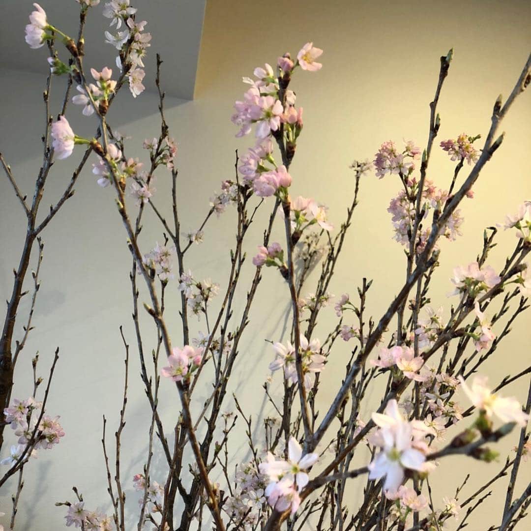 ちすんさんのインスタグラム写真 - (ちすんInstagram)「我が家に桜🌸家でお花見🌸 最高の時間をありがとう  #桜 #お花見 #屋内 #お鍋 #ブルーシート #最高 #みんな #ありがとう」3月25日 13時12分 - chisun11