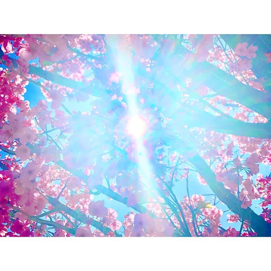 小越しほみさんのインスタグラム写真 - (小越しほみInstagram)「早咲きの桜と梅の花🌸 ソメイヨシノはもうすぐかな？ もう春はすぐそこ😌 ・ #桜 #sakura #梅 #梅の花 #春 #spring #青空 #太陽 #sunnyday #潮風公園」3月25日 13時14分 - shihomi1129