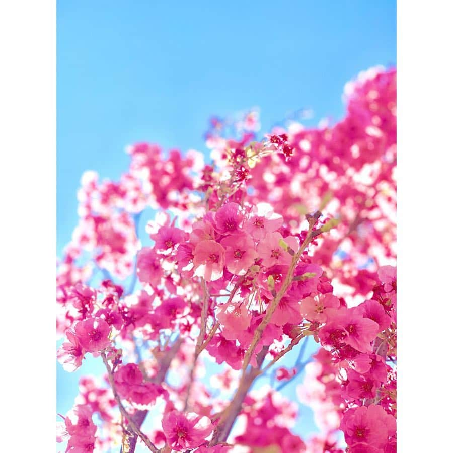 小越しほみさんのインスタグラム写真 - (小越しほみInstagram)「早咲きの桜と梅の花🌸 ソメイヨシノはもうすぐかな？ もう春はすぐそこ😌 ・ #桜 #sakura #梅 #梅の花 #春 #spring #青空 #太陽 #sunnyday #潮風公園」3月25日 13時14分 - shihomi1129