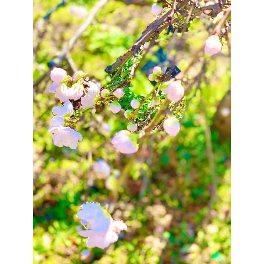 小越しほみさんのインスタグラム写真 - (小越しほみInstagram)「早咲きの桜と梅の花🌸 ソメイヨシノはもうすぐかな？ もう春はすぐそこ😌 ・ #桜 #sakura #梅 #梅の花 #春 #spring #青空 #太陽 #sunnyday #潮風公園」3月25日 13時14分 - shihomi1129