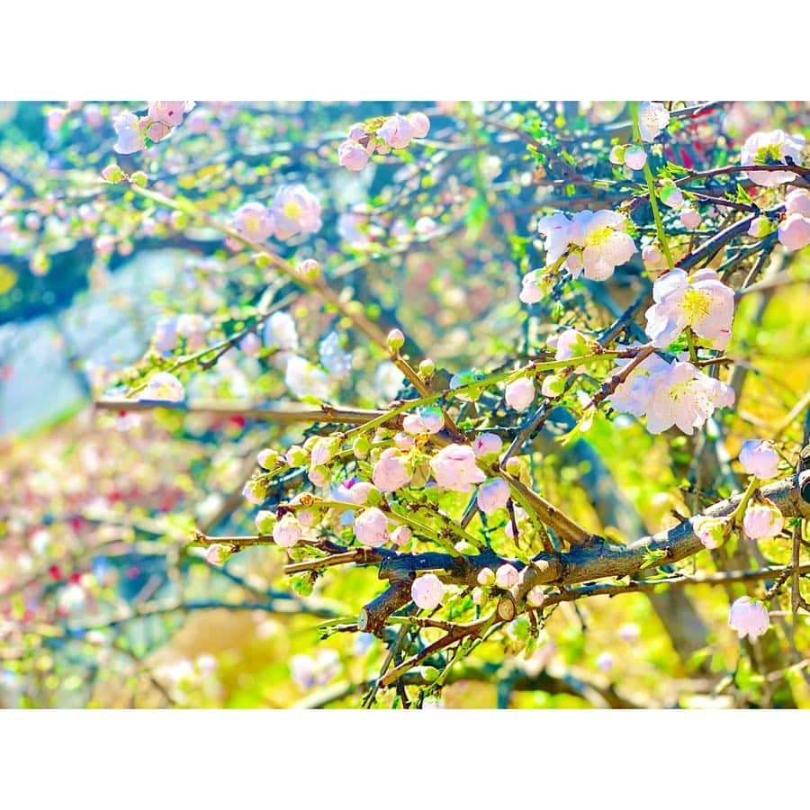 小越しほみさんのインスタグラム写真 - (小越しほみInstagram)「早咲きの桜と梅の花🌸 ソメイヨシノはもうすぐかな？ もう春はすぐそこ😌 ・ #桜 #sakura #梅 #梅の花 #春 #spring #青空 #太陽 #sunnyday #潮風公園」3月25日 13時14分 - shihomi1129