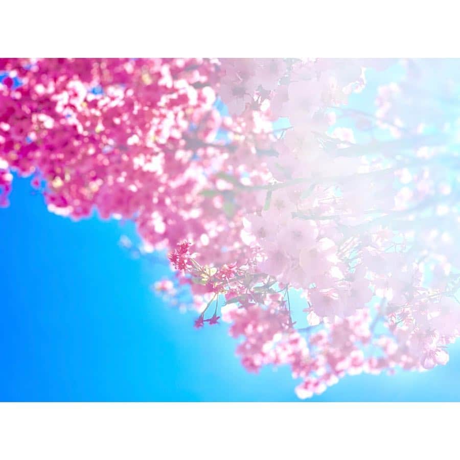 小越しほみさんのインスタグラム写真 - (小越しほみInstagram)「早咲きの桜と梅の花🌸 ソメイヨシノはもうすぐかな？ もう春はすぐそこ😌 ・ #桜 #sakura #梅 #梅の花 #春 #spring #青空 #太陽 #sunnyday #潮風公園」3月25日 13時14分 - shihomi1129