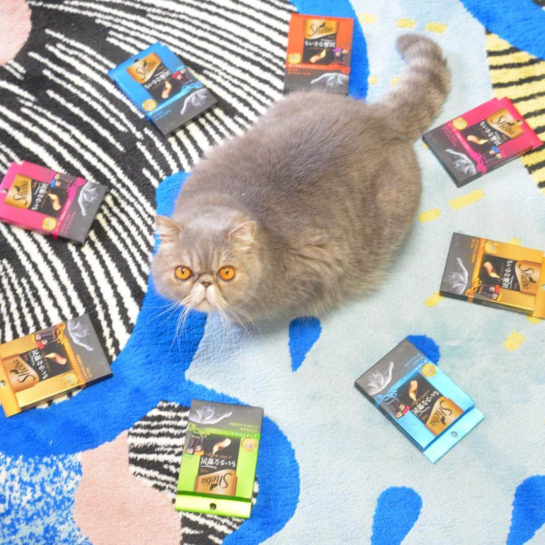 and myuさんのインスタグラム写真 - (and myuInstagram)「WASABI♡ . . #シーバ #とろーりメルティ で わさび召喚😸 . . .  #cat #猫 #ネコ #シーバ #とろーりメルティ #花見 #花見猫 #お花見 #ちいさな贅沢 #PR  #4月8日はシーバの日」3月25日 13時14分 - _wasastagram_