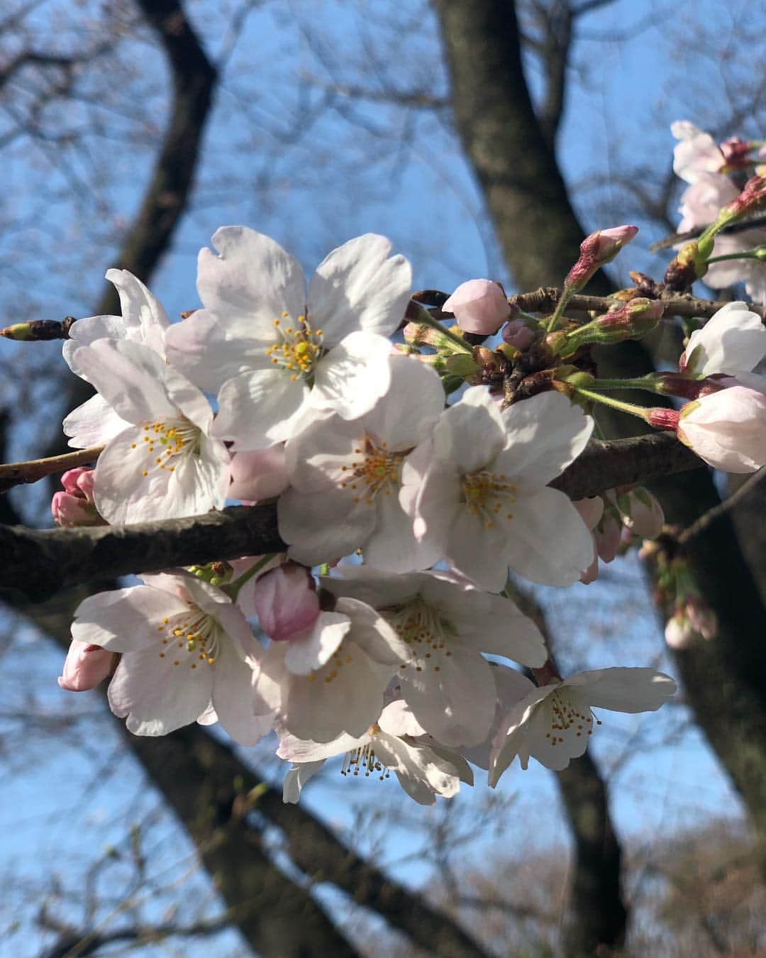 のインスタグラム：「﻿ ﻿ おはよんのお花見in上野🍡﻿ ﻿ これは…1分咲き⁇🌸﻿ ﻿ ﻿ #oha4  #桜 #1分咲き #まだ咲いたばかり」