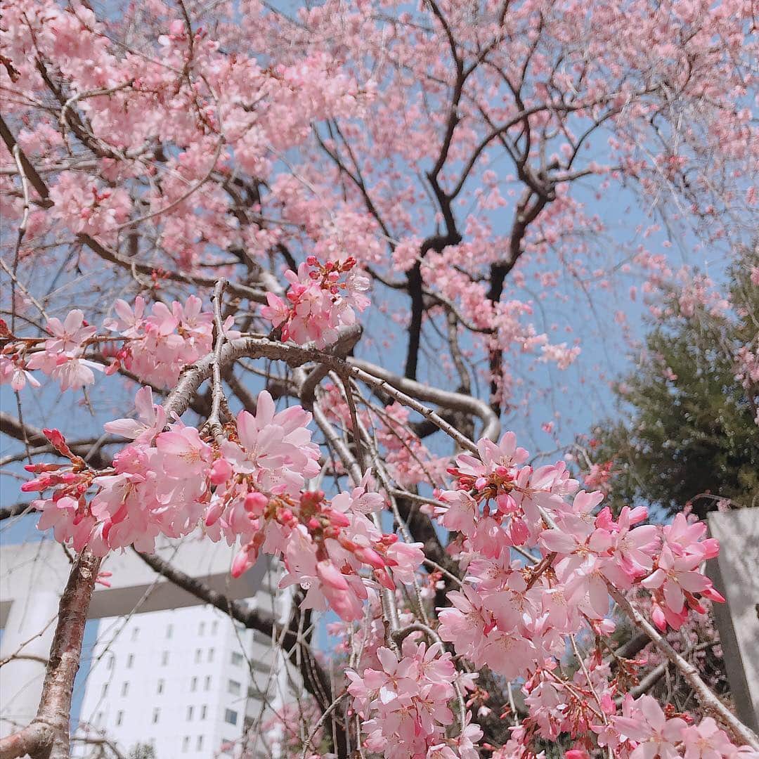 しおりさんのインスタグラム写真 - (しおりInstagram)「* 私の中であっという間に駆け抜けた 名古屋ワンマンから東京ワンマン。  ようやく花を愛でる余裕が出てきました  けれど頭の中はやはり大阪ワンマンの事でいっぱいで、 昼食を食べながらもセットリストを練り直したりしてる😂  大阪ワンマンまであと6日。 久しぶりの大阪ライブ とてもとても楽しみ♡ 会場でお待ちしております！ * * しおりのおと〜弾き語りライブツアー2019春〜 【大阪】 ３月３１日（日） OPEN17：00 / START17：30 会場：バンケットハウス (大阪府大阪市北区西天満3-1-13清洲西天満ビルB1) 前売り4000円 / 当日4500円 (ともに別途1ドリンク)  チケット予約メール：cast@crg.jp  メールタイトル「3/31しおりライブチケット予約」 本文に お名前・お電話番号・チケット枚数 を明記の上ご送信ください * * #しおりのおと #弾き語りライブツアー2019春 #大阪」3月25日 13時35分 - shiori_kinjo