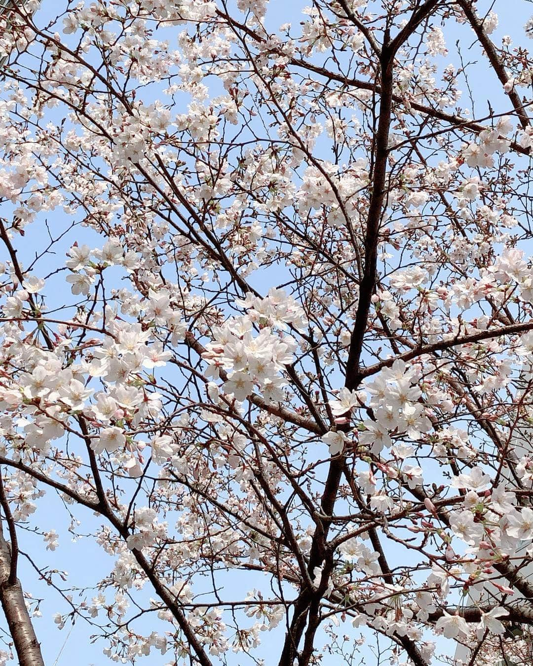 辻やすこさんのインスタグラム写真 - (辻やすこInstagram)「東京桜だよー🌸  #sakura#cherryblossom#hanami#さくら#桜#さくら🌸#綺麗#日本の桜#日本#春#春本番#四季#season#spring#japan#beautiful」3月25日 13時41分 - yasupytsuji