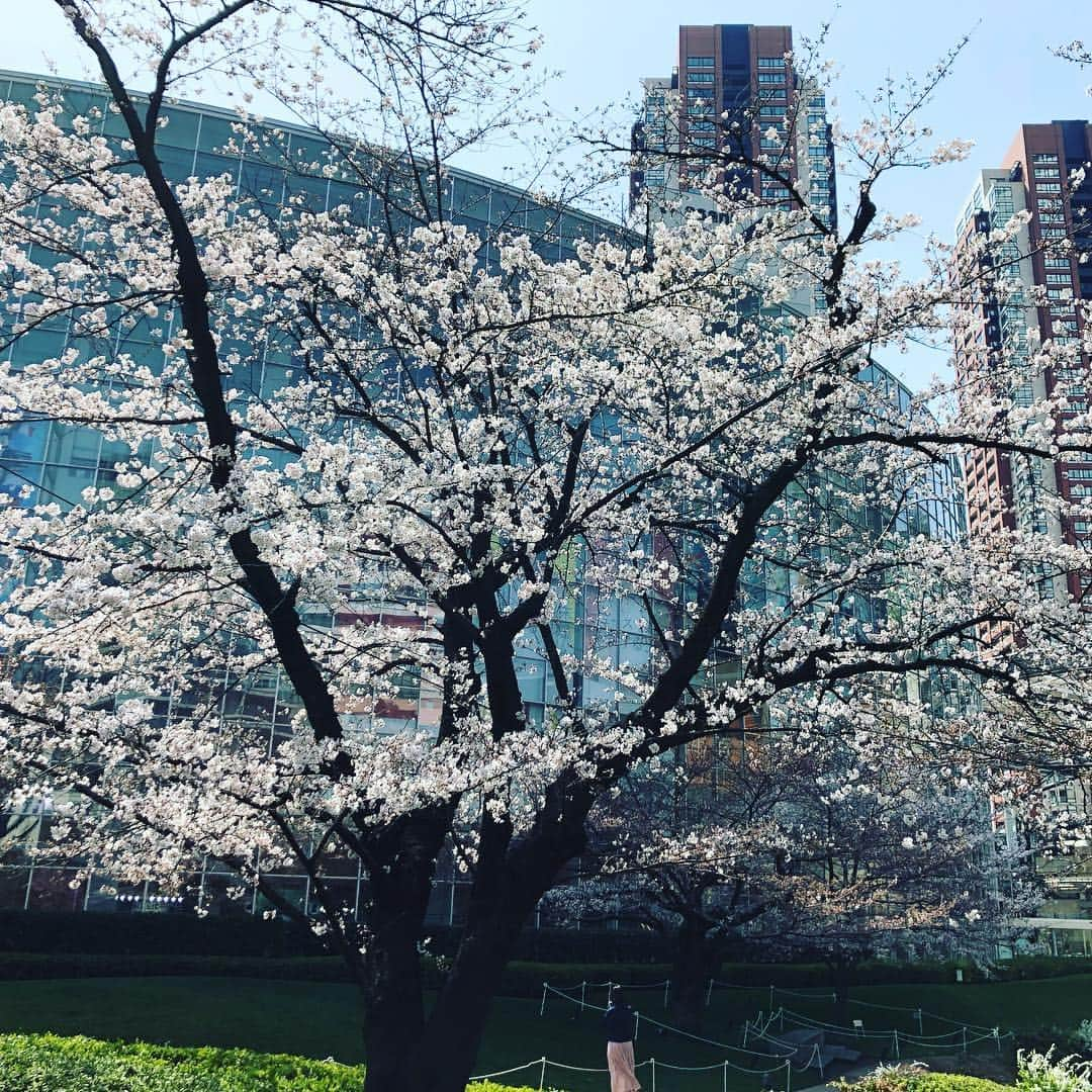 今村涼子さんのインスタグラム写真 - (今村涼子Instagram)「テレビ朝日前の庭園では、 ソメイヨシノもりもり咲いてます！ #毛利庭園#桜見頃#花見#2019桜」3月25日 13時45分 - ryoko.imamu