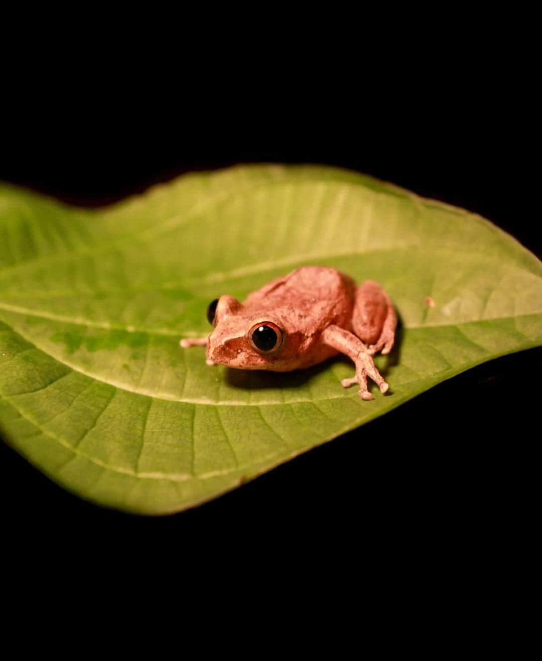 アメリカ自然史博物館さんのインスタグラム写真 - (アメリカ自然史博物館Instagram)「Can you believe the eyes of the Gabon forest tree frog (Leptopelis aubryi)? It’s a member of the genus Leptopelis, sometimes called the “big-eyed frogs.” This little critter is about 1.7 inches (4.4 centimeters). It’s native to parts of Africa including Gabon, Nigeria, and Cameroon, where it lives among trees in a variety of forest habitats.  Photo: Brian Gratwicke」3月25日 13時49分 - amnh