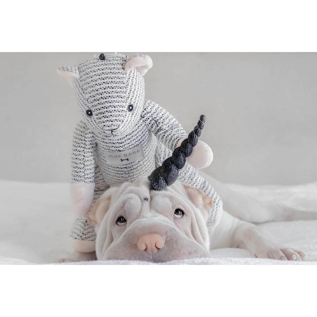 annie&pADdinGtoNさんのインスタグラム写真 - (annie&pADdinGtoNInstagram)「Teddy found a unicorn horn while out on his adventures, he knew exactly who it belonged to #spotthedot #lostitsstickiness #lambicorn #lambington  #teddysavestheday #sharpei #sharpeisofinstagram #sharpeipuppy #love #wrinkles #teddy #dog #dogs #dogsofinstagram #petsofinstagram #cuddly #pastel #doggo #instagood #weeklyfluff #cutepetclub #dogoftheday #ilovemydog #unicorn #iloveyoutothemoonandback」3月25日 13時50分 - anniepaddington