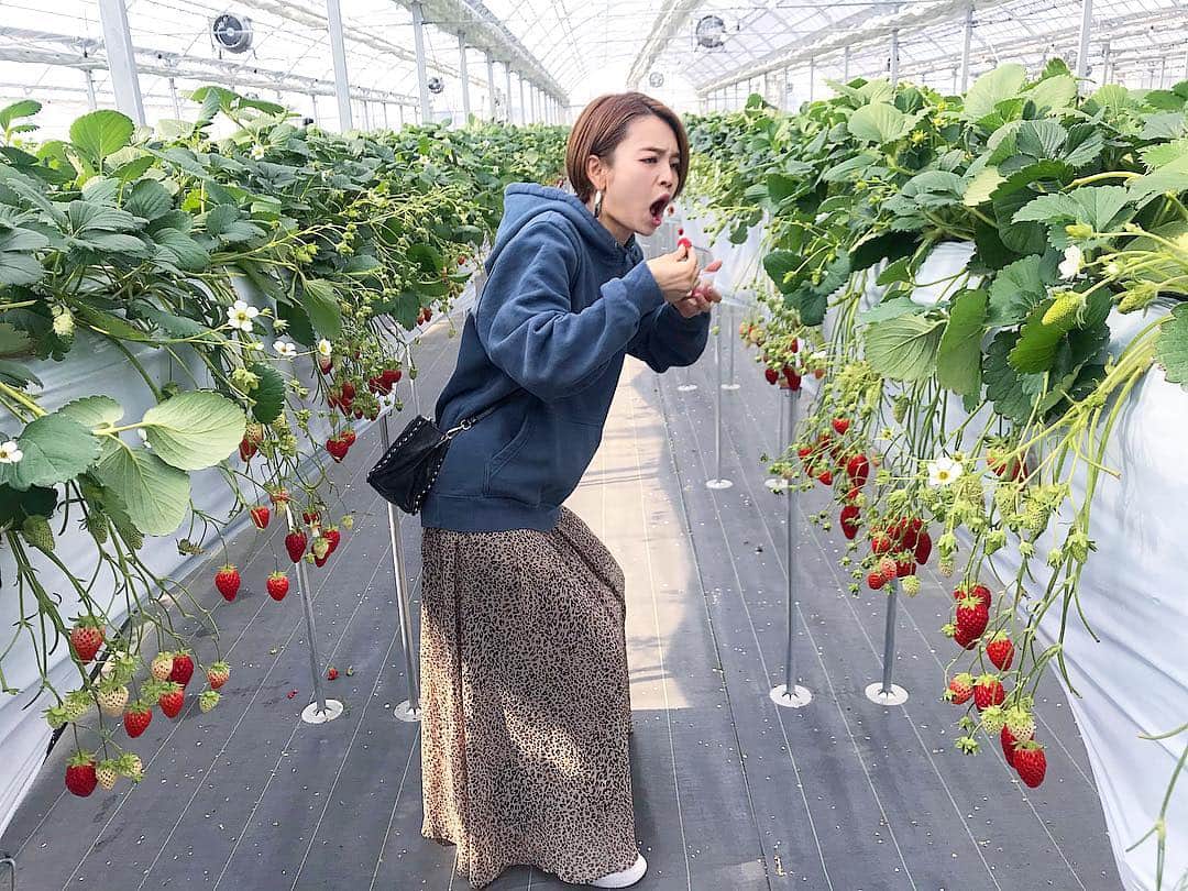 富久美玲のインスタグラム：「_ . 苺狩って食べるの険しめです。www . #いちご狩り#ナガシマファーム」