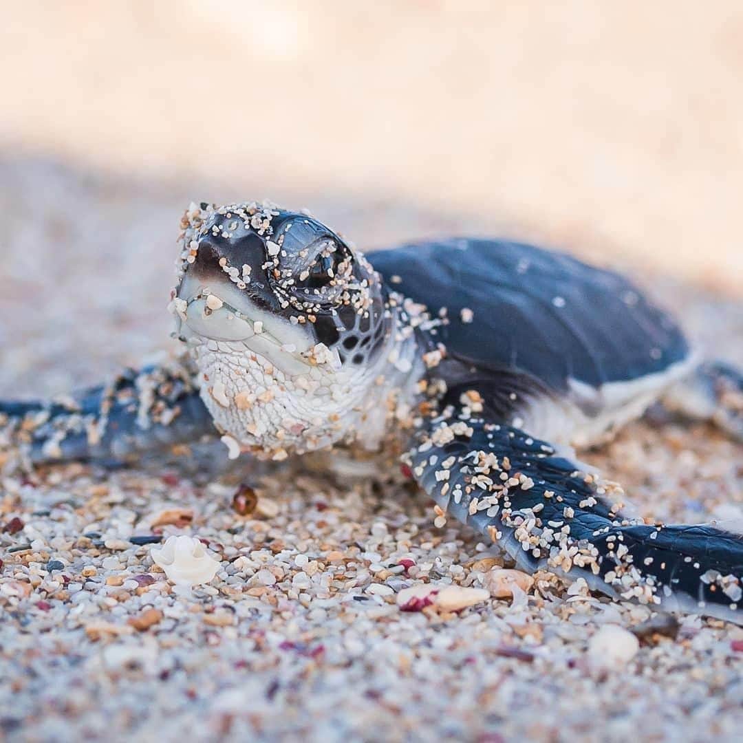Australiaさんのインスタグラム写真 - (AustraliaInstagram)「“My secret to looking this young? Always exfoliate with sand from a @westernaustralia beach!” 🐢✨ @chrisjansenimages spotted this freshly hatched baby #seaturtle in #Exmouth on @australiascoralcoast, where adorable hatchlings can be seen emerging from the sand and racing into the ocean, from February to March each year. The @exploreparkswa #JurabiTurtleCentre here is one of the world's major breeding areas for sea turtles, and you can book a guided viewing experience between December and March to see the magic happen for yourself.  #seeaustralia #justanotherdayinwa #australiascoralcoast #wildlifephotography #travel」3月25日 14時00分 - australia