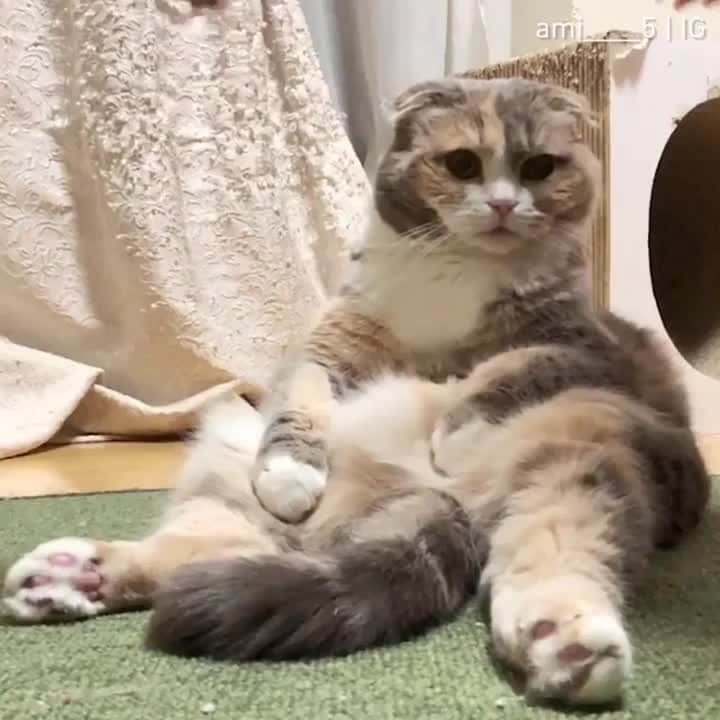 のインスタグラム：「Squishy cheeks⠀ ⠀ 📹@ami____5⠀ ⠀ Want @9gag to feature your cat 😺? Join our community now! Link in bio 🐾⠀ ⠀ #meowed #CocoandMoff #Scottishfold #Britishshorthair」